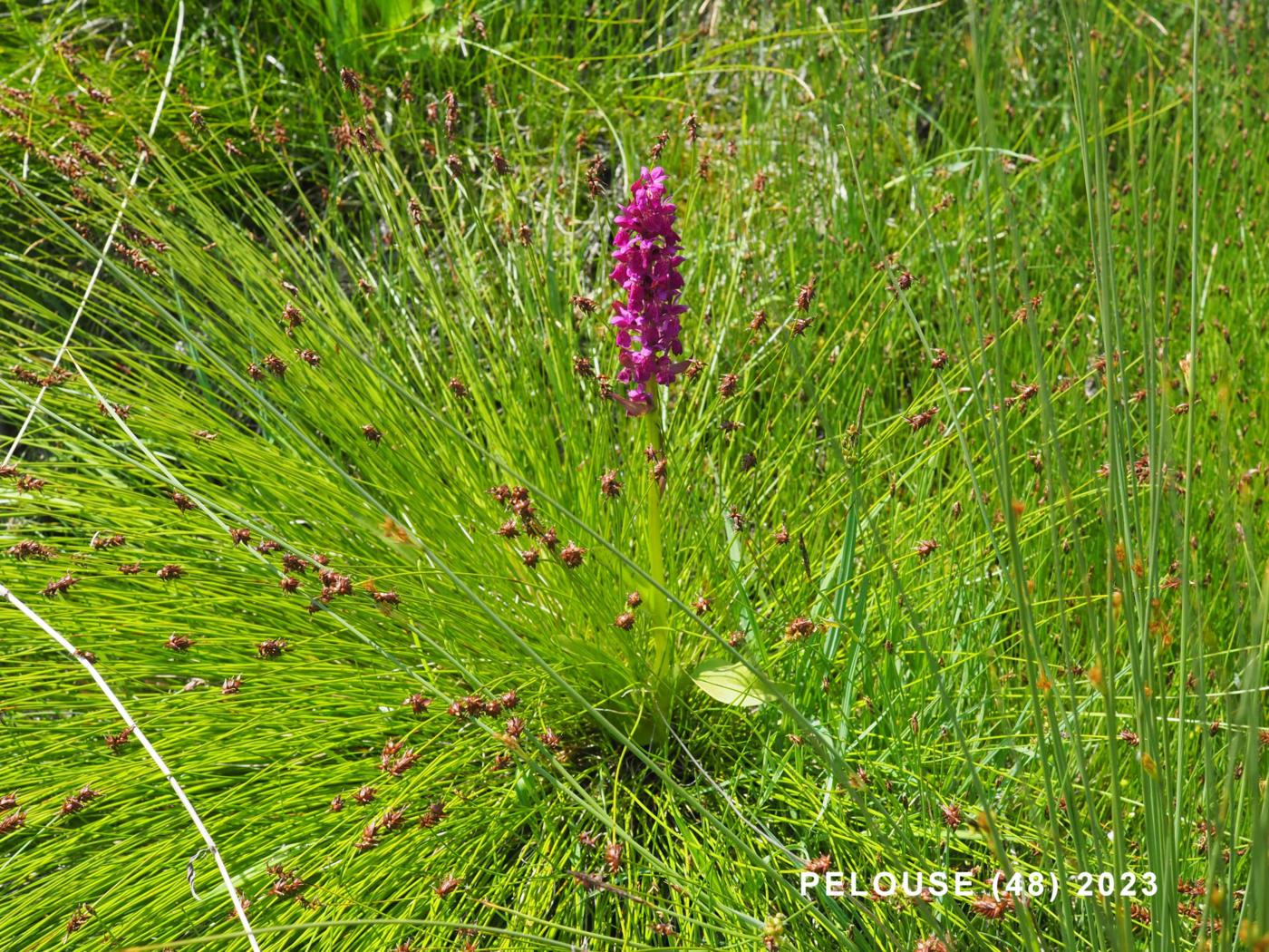 Sedge, of  Davali leaf